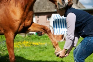 Has the horse had any health issues or injuries?